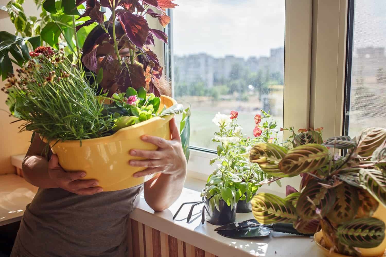 Image shows a woman holding a large bowl of green plants, standing in front of a sunny and bright window. More plans sit on the counter next to the woman. 