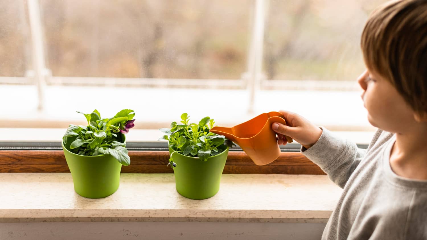 Image shows a young boy watering two small plants in front of a window with a small, orange watering can. 